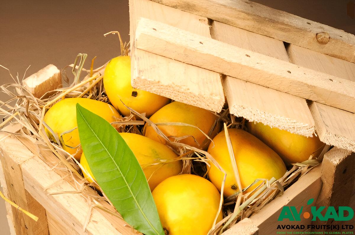 Avokad Fruits Mangoes (1)