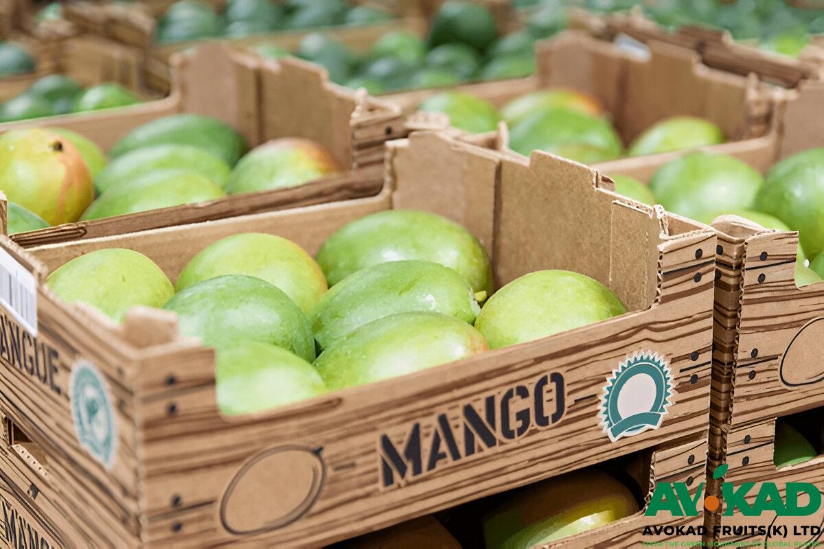 Avokad Fruits Mangoes (4)