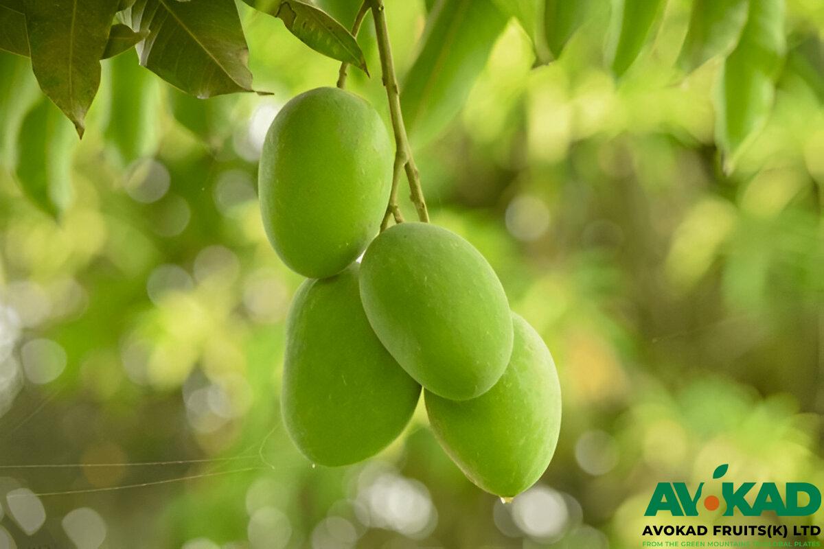 Avokad Fruits Mangoes