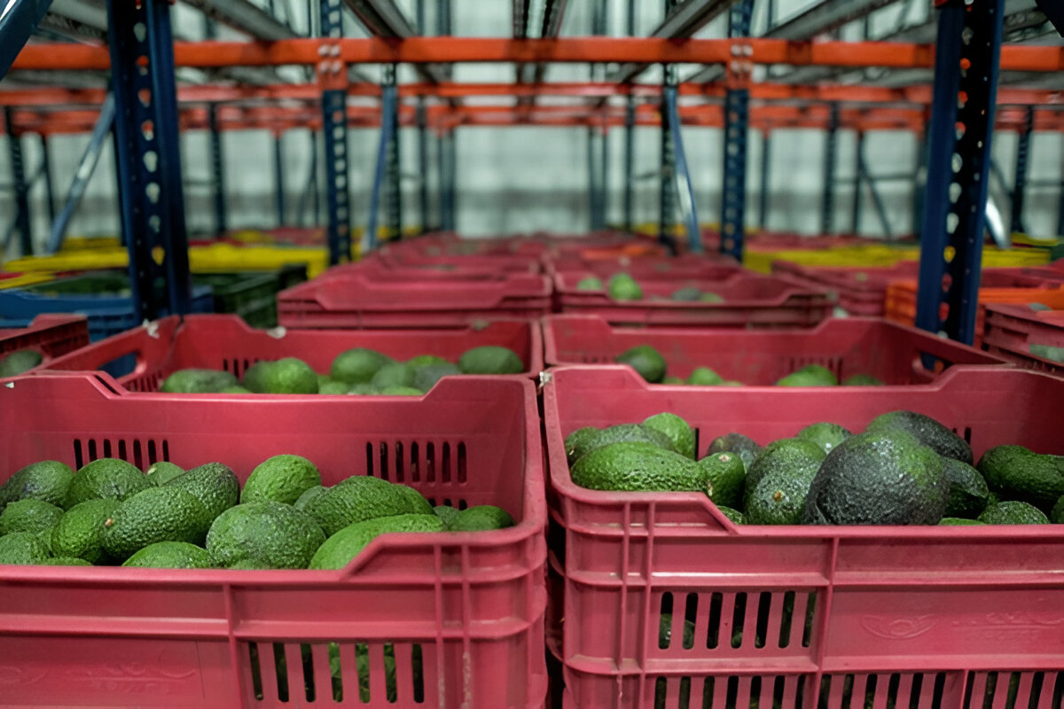 Avokad Avocadoes (4)